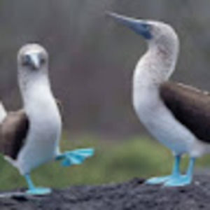 Meet your Posher, Mel